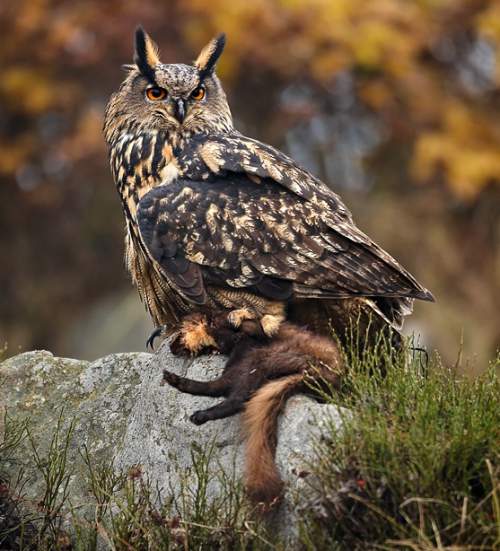 Eurasian Eagle owl Birds Of India Bird World - 500x551 - jpeg Eagle Owl
